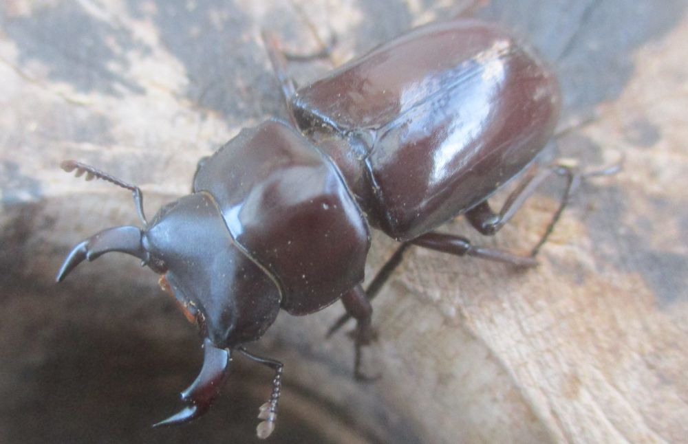 ２０２６年種親 キクノコクワWK産♂３３ミリ♀２７.5ミリ（WＦ１）ＰＡ