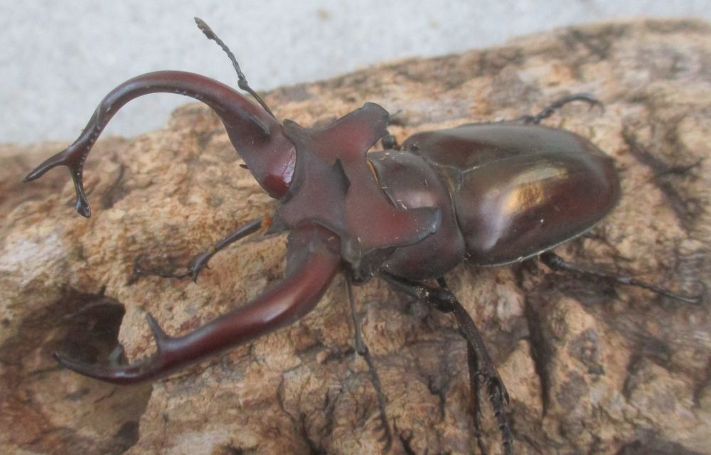 ２０２６年種親  ドンミヤマ大型♂７７ミリ♀４４ミリ（ＷＦ１）ＰＡ