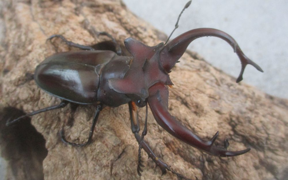 ２０２６年種親  ドンミヤマ大型♂７７ミリ♀４４ミリ（ＷＦ１）ＰＡ