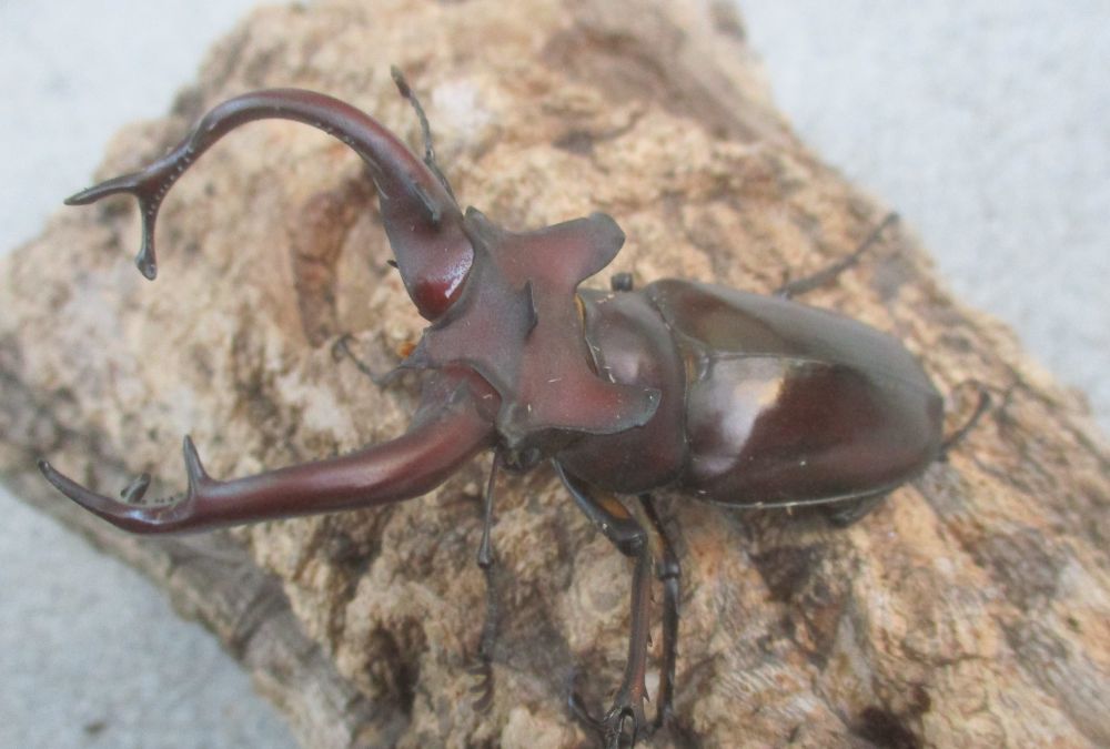 ２０２６年種親  ドンミヤマ大型♂７７ミリ♀４４ミリ（ＷＦ１）ＰＡ