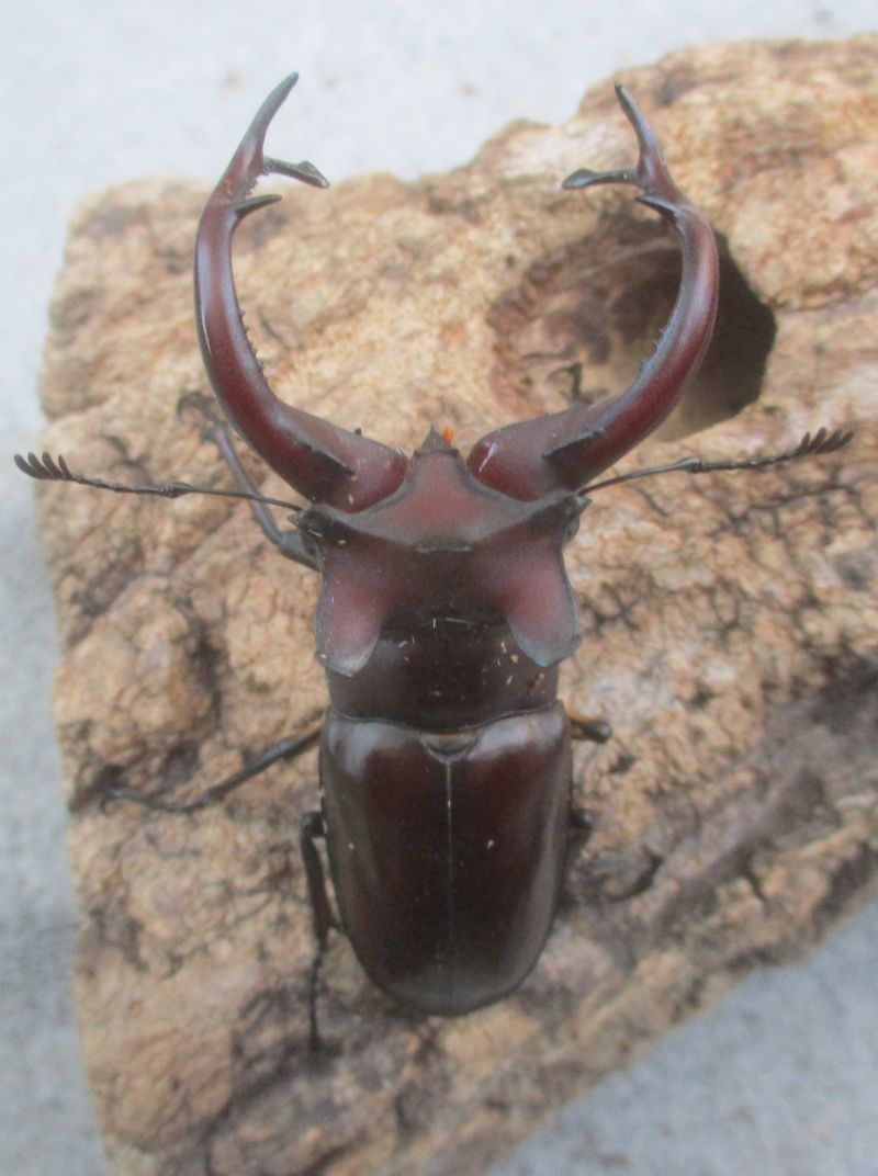 ２０２６年種親  ドンミヤマ大型♂７７ミリ♀４４ミリ（ＷＦ１）ＰＡ