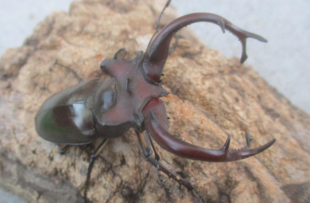 ２０２６年種親  ドンミヤマ大型♂７７ミリ♀４４ミリ（ＷＦ１）ＰＡ