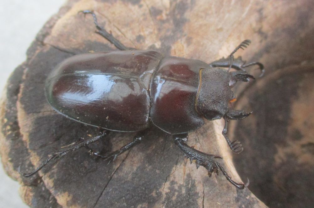 ２０２６年種親  ドンミヤマ大型♂７７ミリ♀４４ミリ（ＷＦ１）ＰＡ