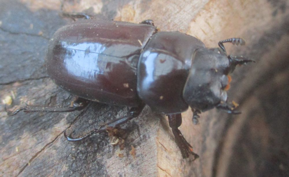 ２０２６年種親 キクノコクワWK産♂３３ミリ♀２７.5ミリ（WＦ１）ＰＡ