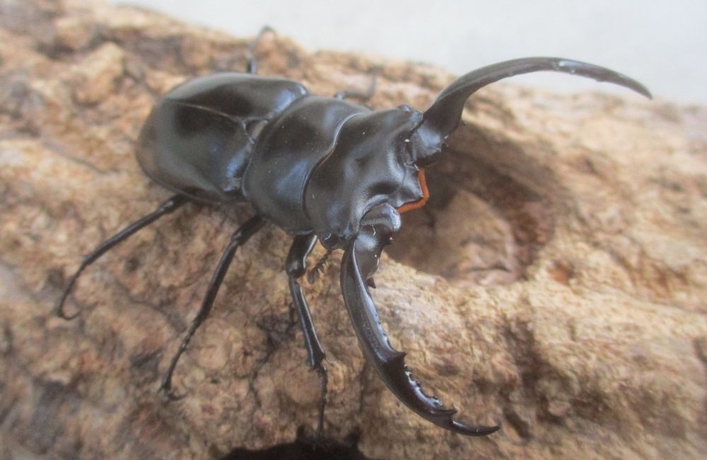 ２０２６年種親 ウエストウッディsspアルナーチャル WK産♂６４ミリ♀４２.５ミリ（WＦ１）ＰＡ